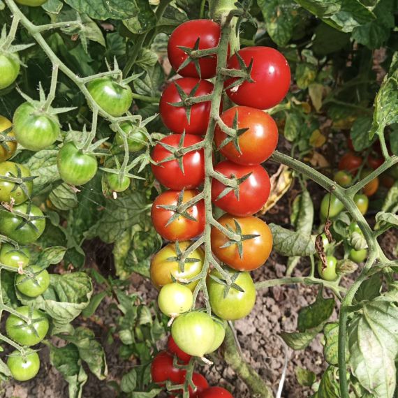 pomodoro ciliegino