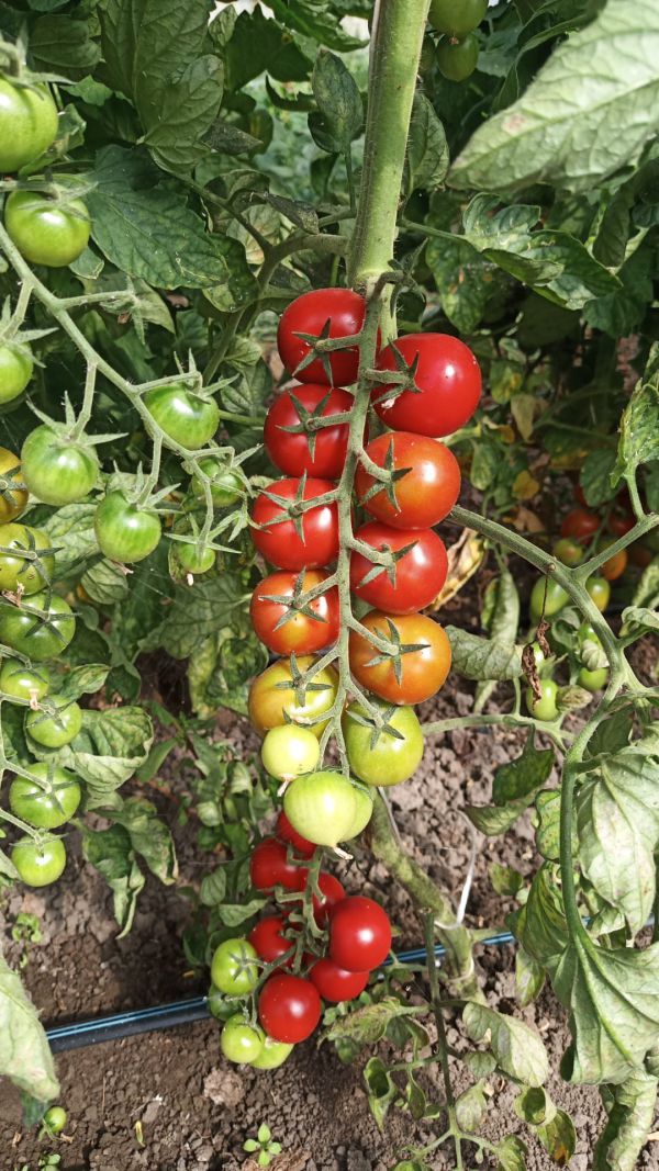 pomodoro ciliegino