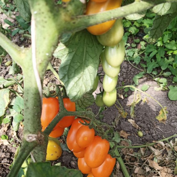 datterino giallo
