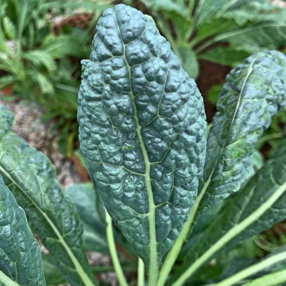 CAVOLO TOSCANO