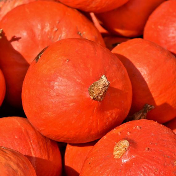 zucca red kury