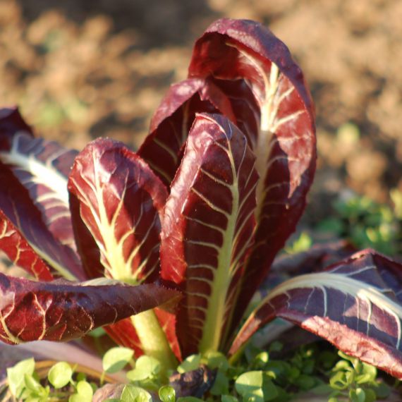 radicchio lungo