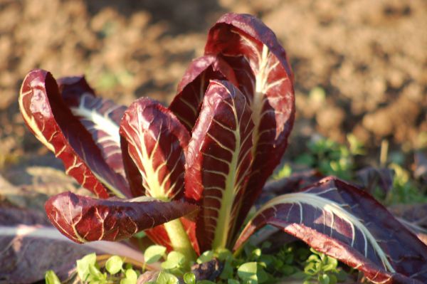 radicchio lungo