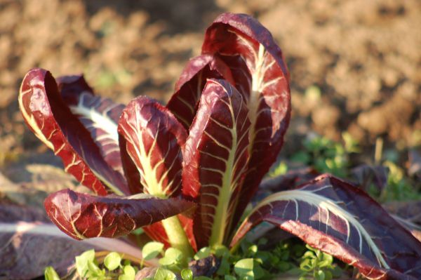 radicchio lungo