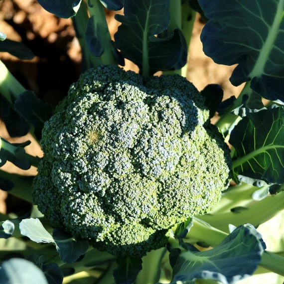 broccoli siciliani