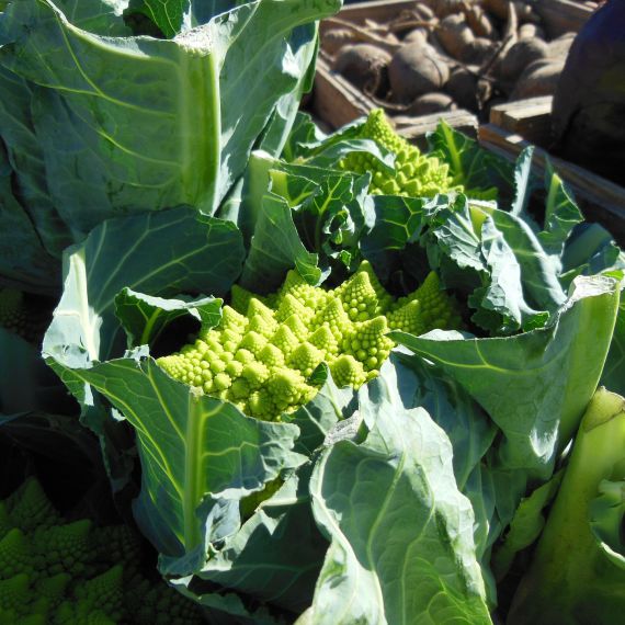 cavolfiore romanesco