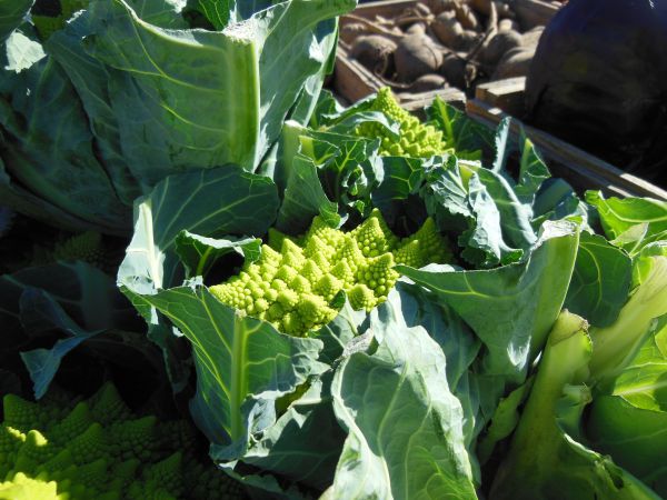 cavolfiore romanesco