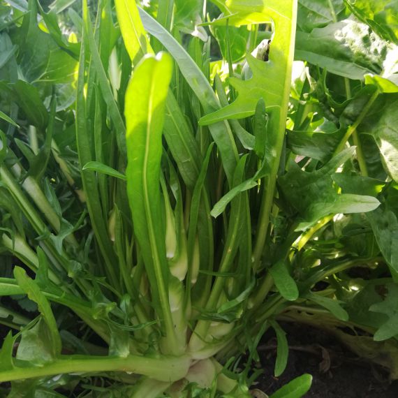 Puntarelle
