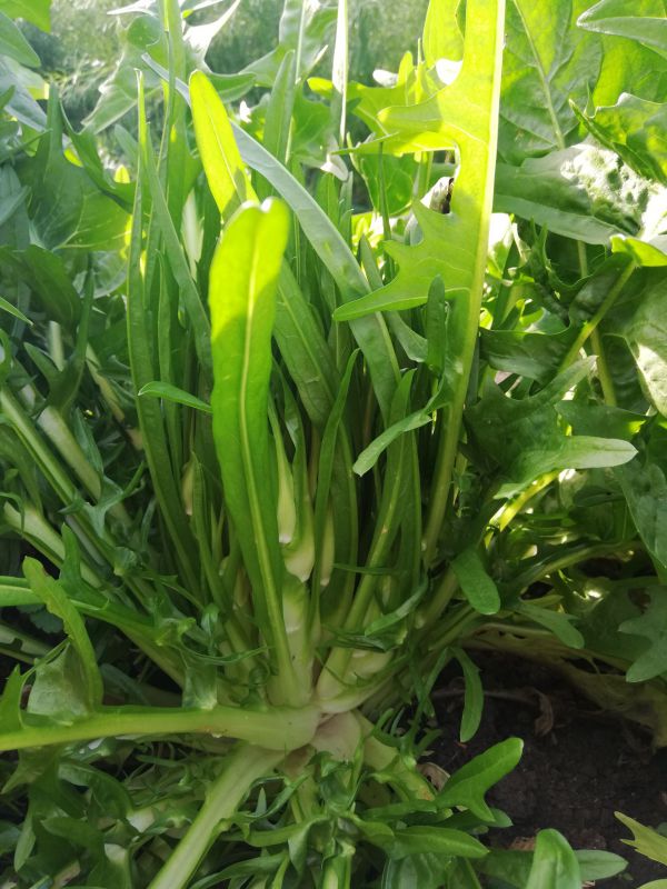 Puntarelle