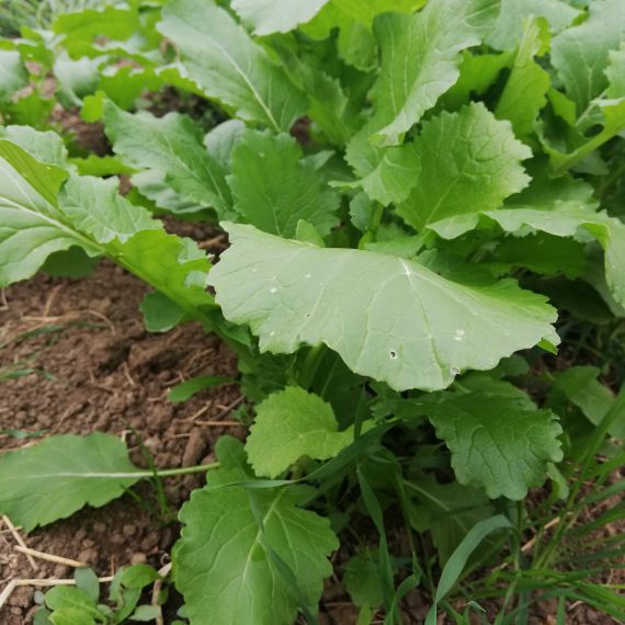 BROCCOLETTI CIME DI RAPA