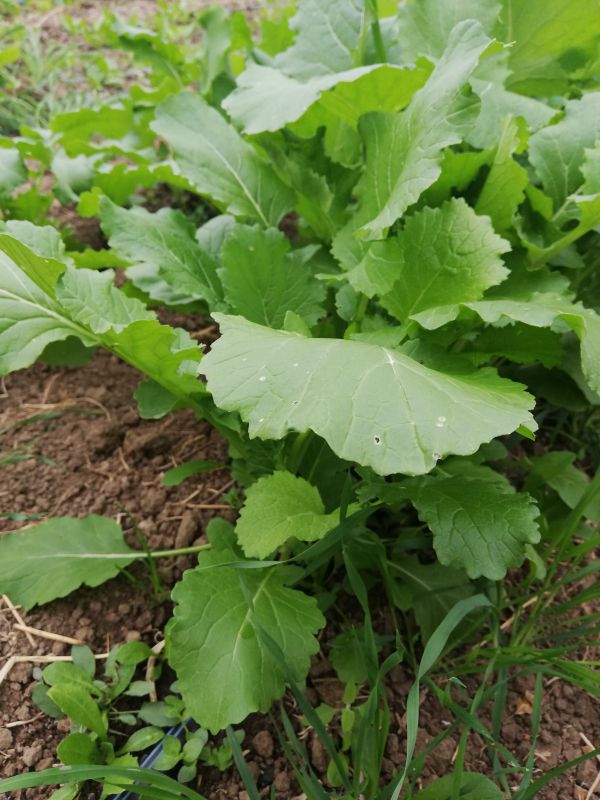 BROCCOLETTI CIME DI RAPA