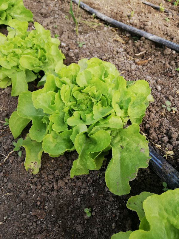 gentilina verde