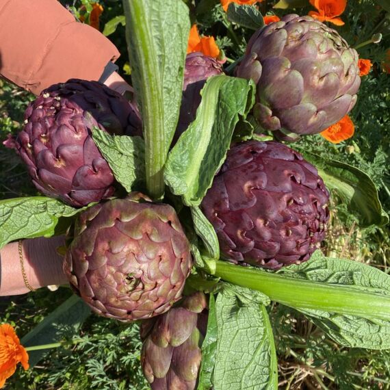 mazzo di carciofi in offerta