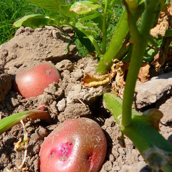 patate novelle rosse Bio