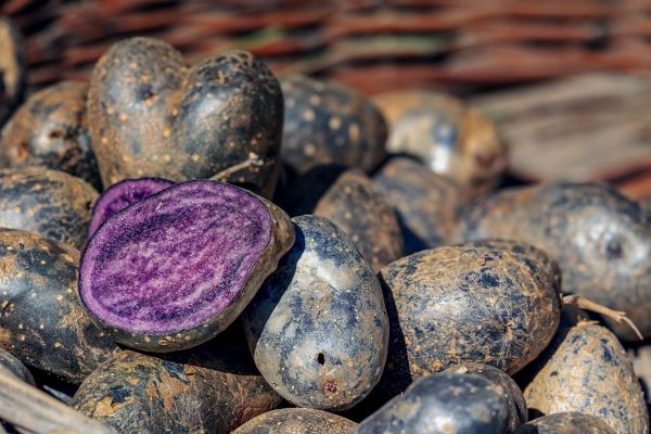 patate viola bio azienda agricola boccea