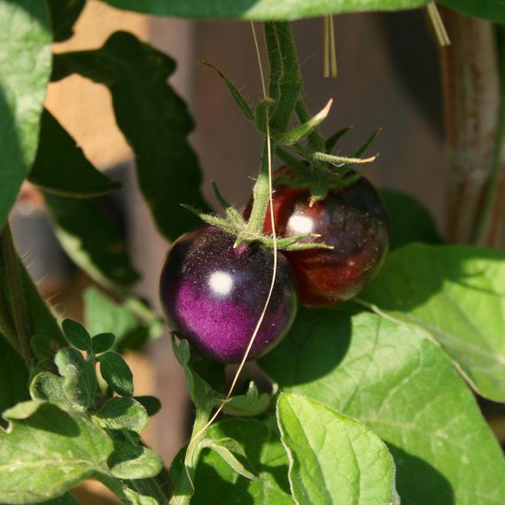 pomodoro tondo nero bio azienda agricola boccea