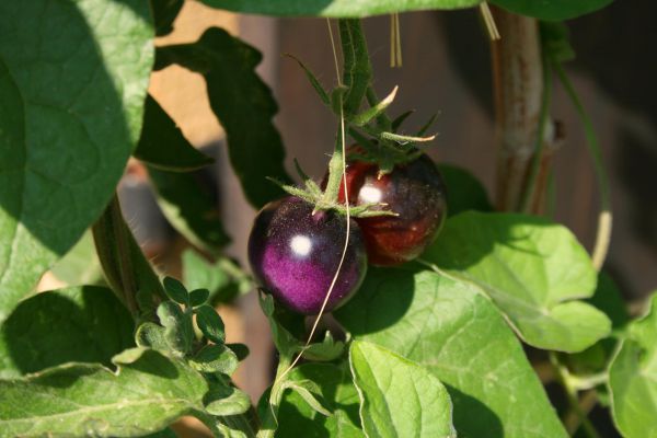 pomodoro tondo nero bio azienda agricola boccea