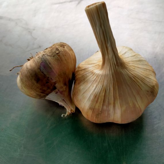 aglio rosso
