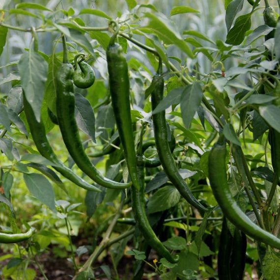 peperone sigarino peperoncino azienda agricola boccea