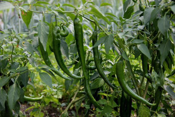 peperone sigarino peperoncino azienda agricola boccea