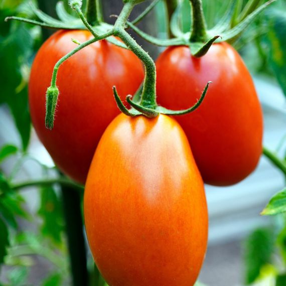 Pomodoro San Marzano