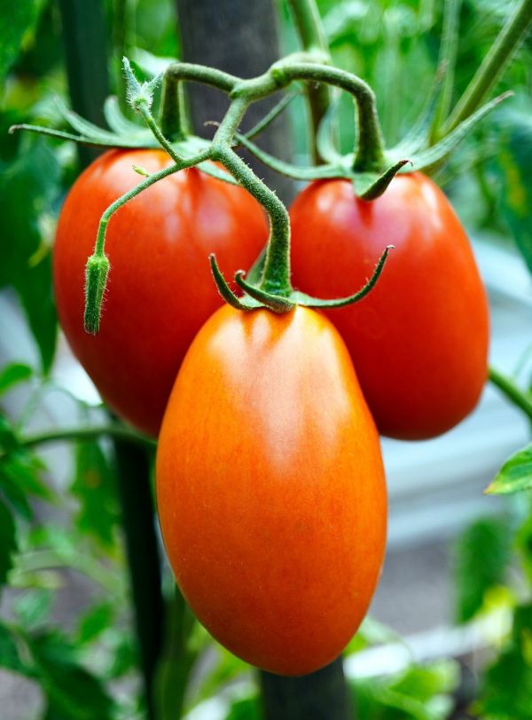 Pomodoro San Marzano