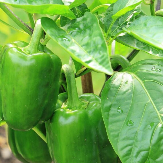 PEPERONE VERDE