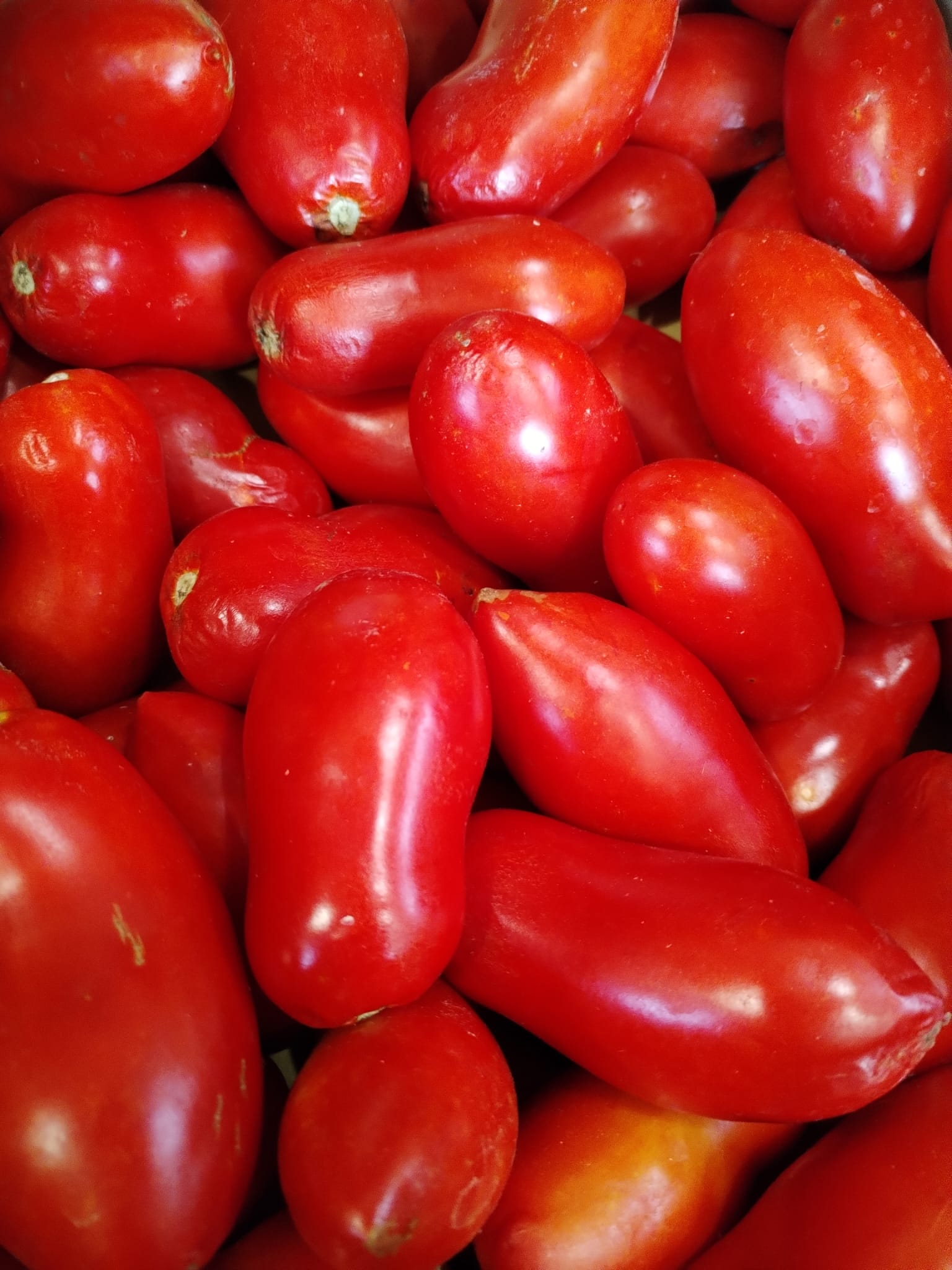 Pomodori san amrzano bio per passata